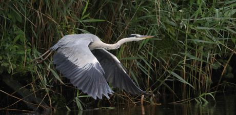 Reiger vlucht