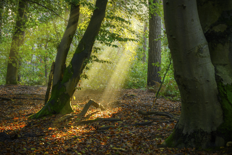 in het bos