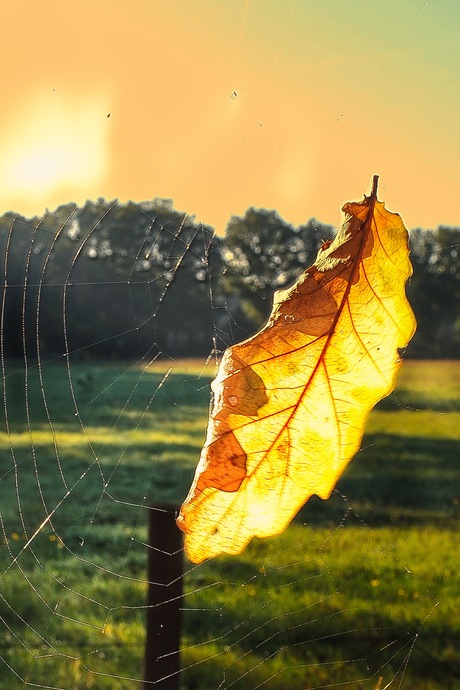 Gevangen Herfstlicht