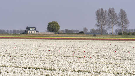 Huisje in de polder
