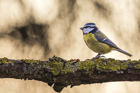 Pimpelmees in de tuin