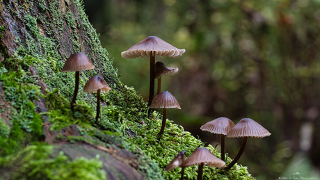 Paddenstoelen landschap