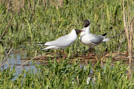 Verliefde kokmeeuwen 