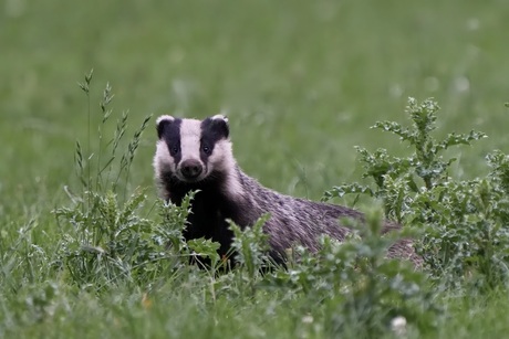 Mooie ontmoeting met een das