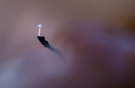 Paddenstoelen Zoomdagen (uitnodiging)