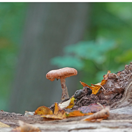 kijk mij nou moederziel alleen