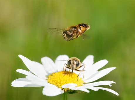 Bloemetjes en bijtjes.