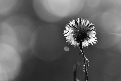 Bokeh bollen