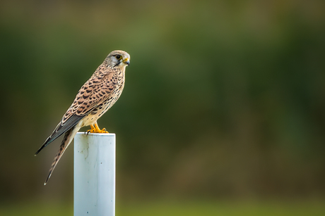 Torenvalk op uitkijk