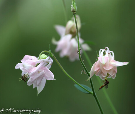 Natuur (19-5-2024)