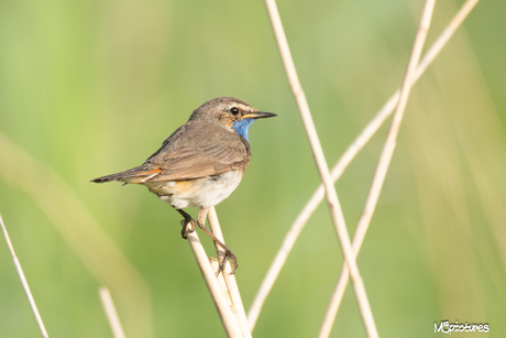 Blauwborst