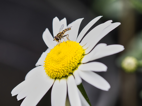 Terrasjeskommazweefvlieg