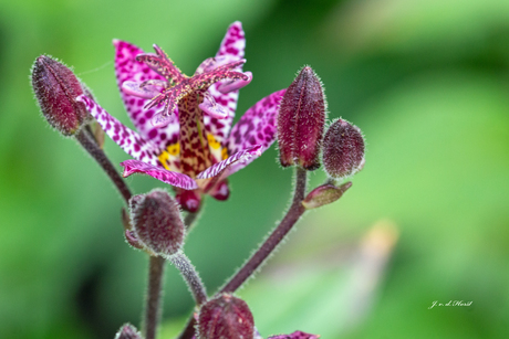 wilde orchidee
