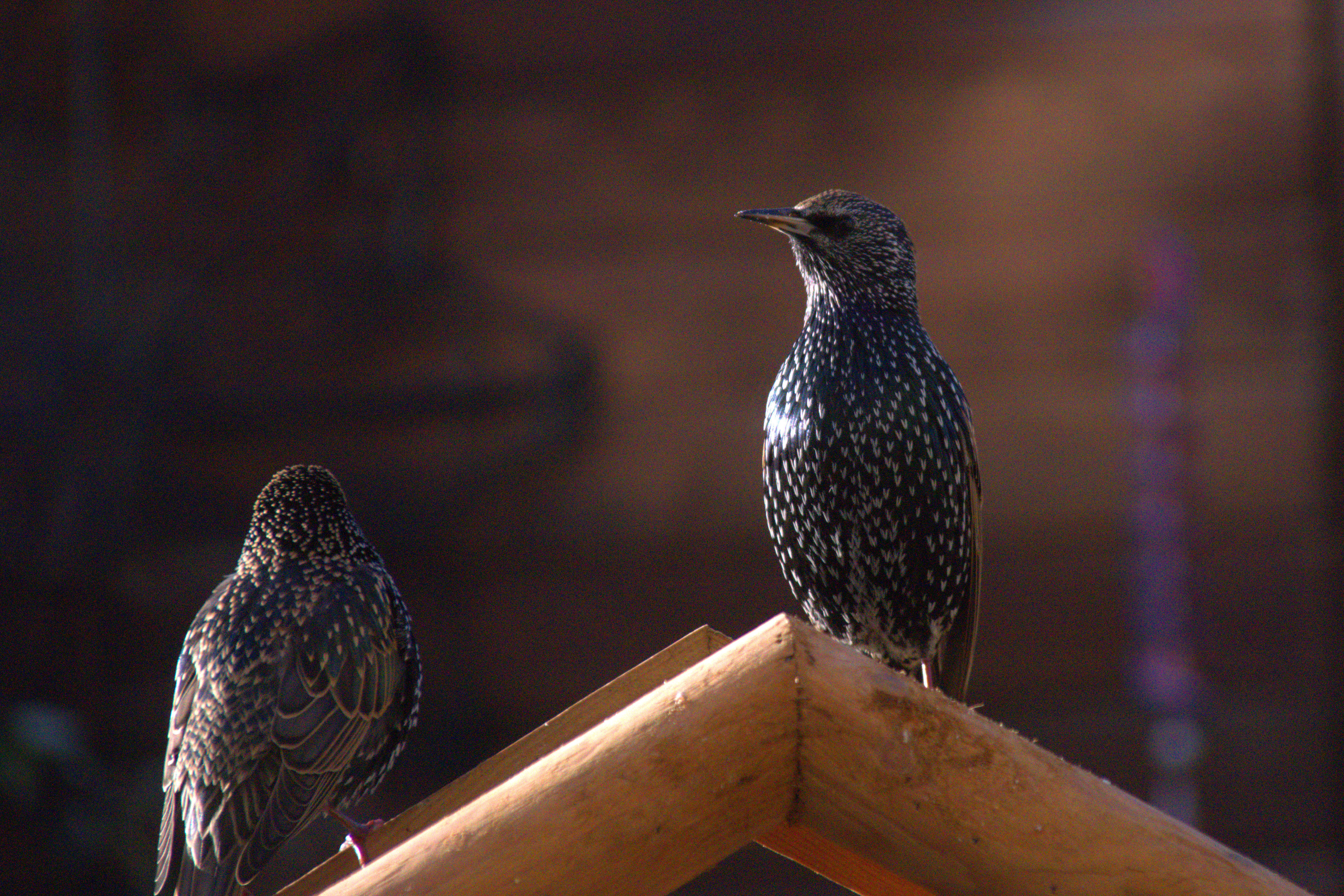 Spreeuwen in de tuin - Wachtende op het voer in het huisje. - foto door jjmvdl op 09-01-2025 - locatie: Zeewolde, Nederland - deze foto bevat: spreeuw, tuin, sony, ilca-77m2, dt 18-200mm f3.5-6.3 sam, iso 1250, diafragma ƒ/7.1, sluitertijd 1/1600s, brandpuntafstand 200mm, vogel, bek, spreeuw, vleugel, veerkracht, landdier, zangvogels, passerine, staart
