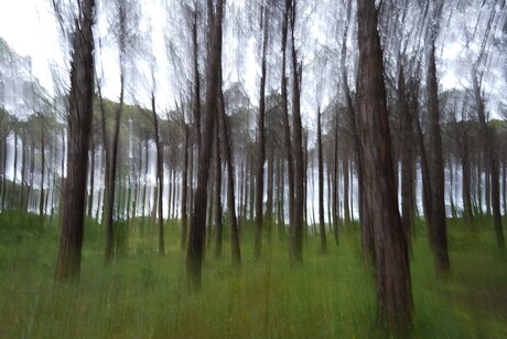 De bomen en het bos