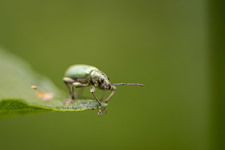 groene bladsnuitkever