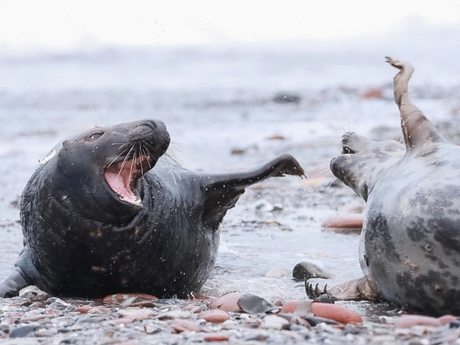 Grijze zeehonden gevecht.. mannetje en vrouwtje 