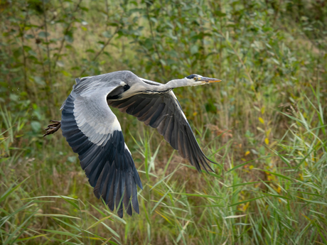 Blauwe reiger