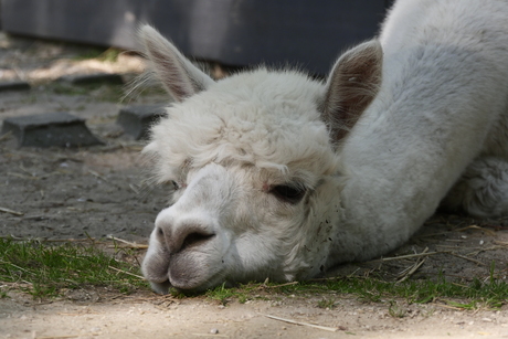 Dieren park Hoenderdaal.