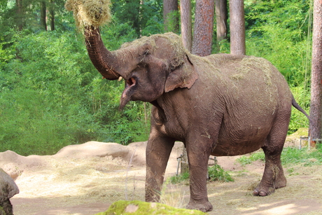 Olifant