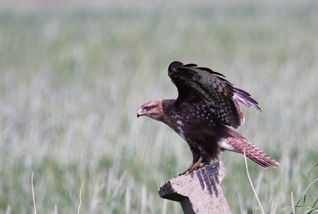 Buizerd