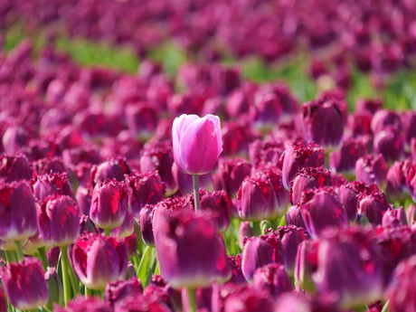 Tulp