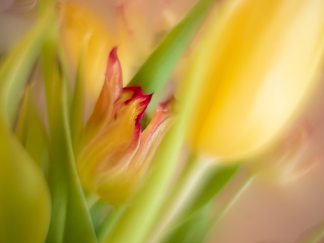 tulpen