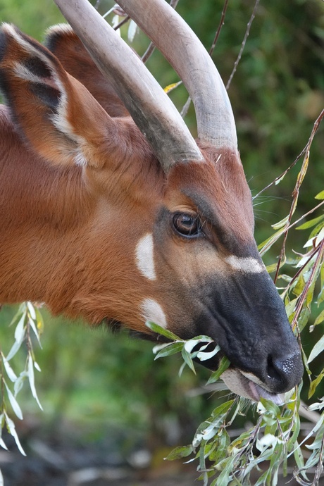 Bergbongo