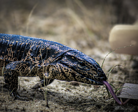 Sapakara in het wild