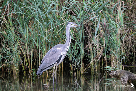 blauwe reiger