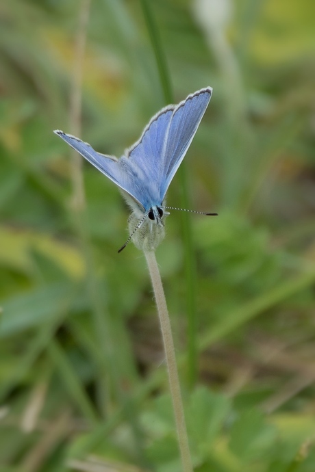 Een blauwtje ‘gelopen’