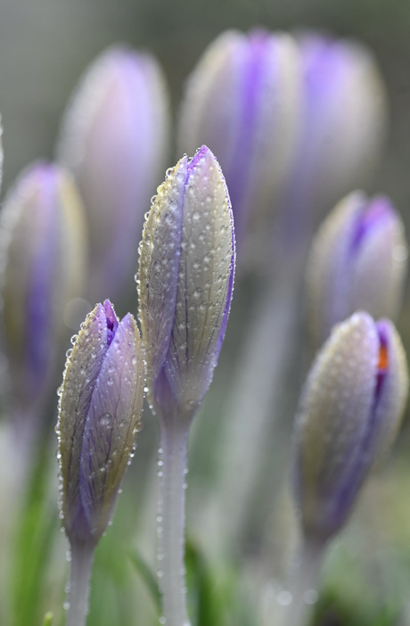 Lente in aantocht