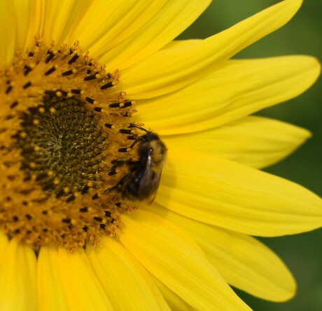 blije zonnebloem met bij erbij