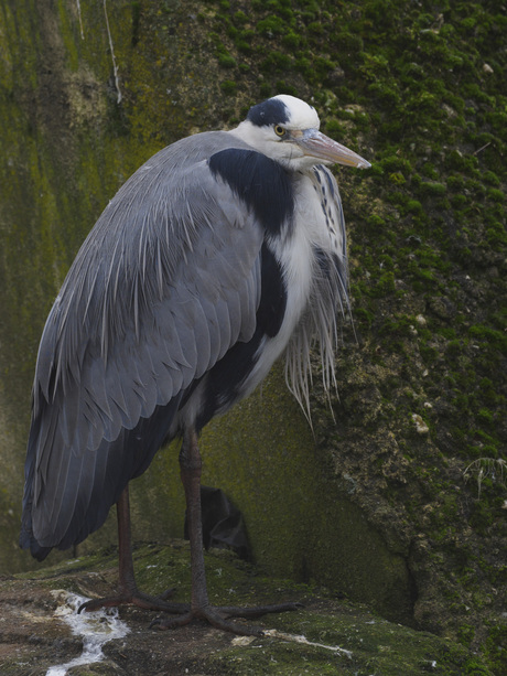 Blauwe reiger