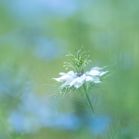 Witte Juffertje in 't Groen.