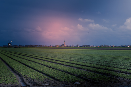 Laat ze maar bloeien