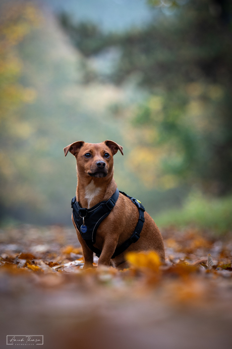 Ace in het bos