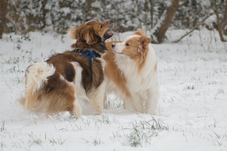 Spelen in de sneeuw