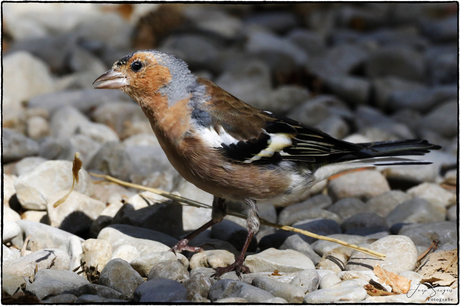 Vink 