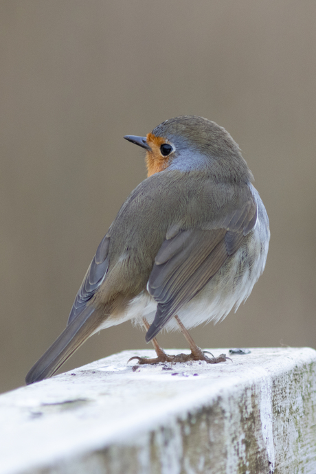 Roodborst