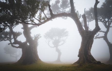 Dancing tree from Fanal