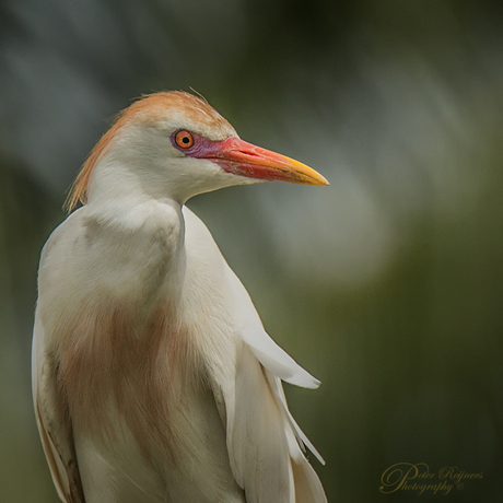 Bubulcus ibis