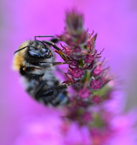 Akkerhommel op paardenstaart