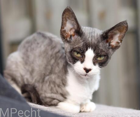 Devon rex black smoke Ozzy ChaGIDAbuba 