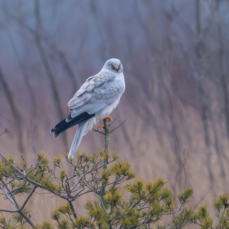 Blauwe kiekendief op een den