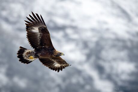 Jonge Steenarend boven de Zwitserse Alpen.