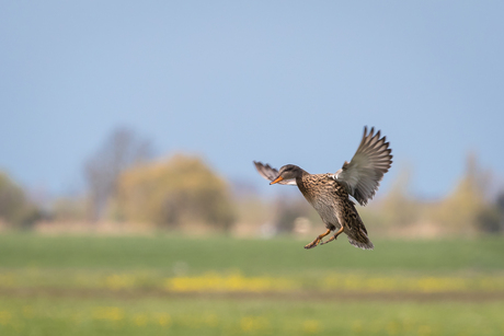 Landing eend