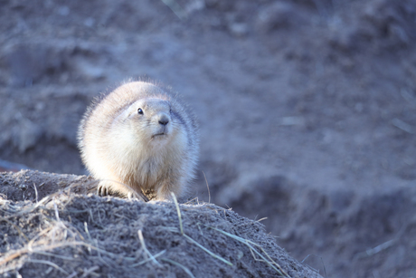 Zwartstaartprairiehond