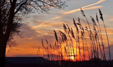 Boom, rietpluimen bij zonsondergang