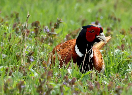 close up ,zelfde  fazant als daarnet